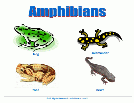 Amphibians - Mrs. Ward